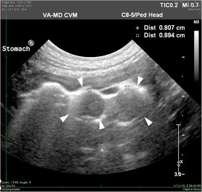 Ultrasonographic and endoscopic guidance in diagnosis of Helicobacter gastritis presenting as a mass lesion in a dog: A case report